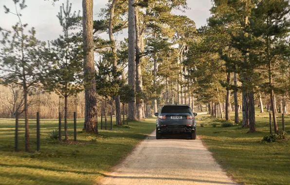 Trees, SUV, Land Rover, Land Rover Discovery Sport HSE