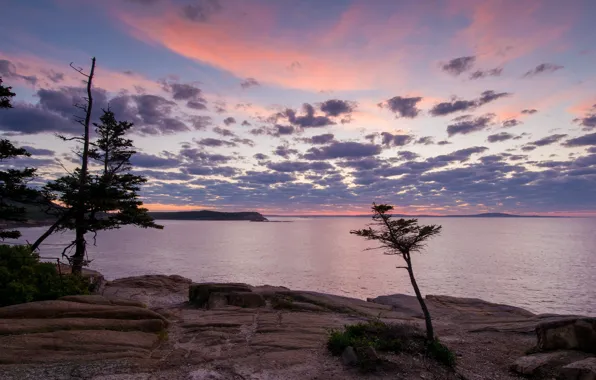 Picture sea, forest, the sky, clouds, trees, stones, dawn, coast