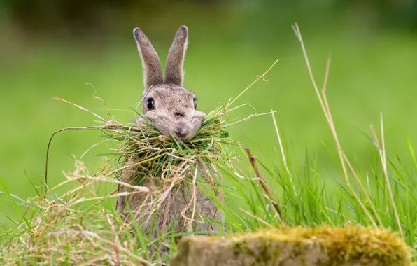 Picture grass, rabbit, Nesting Rabbit