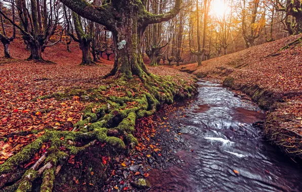 Picture autumn, forest, leaves, the sun, light, trees, branches, roots