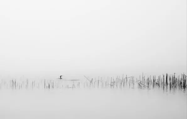 Fog, background, bird, reed