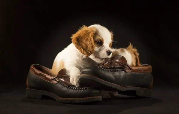Picture shoes, puppy, Spaniel