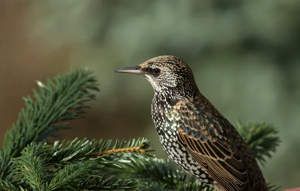 The sun, branches, nature, bird, needles, bokeh, Starling, Starling