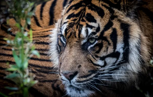Picture look, tiger, background, predator