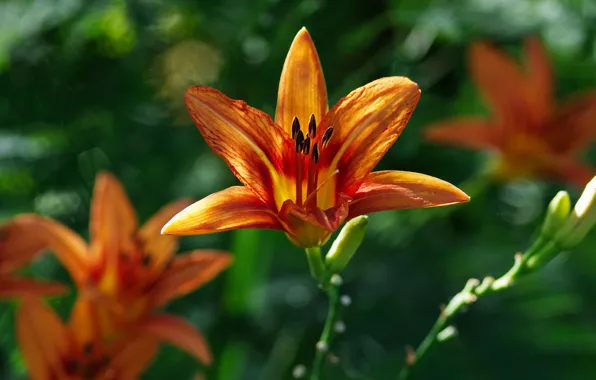 Greens, flower, leaves, light, flowers, Lily, Lily, orange