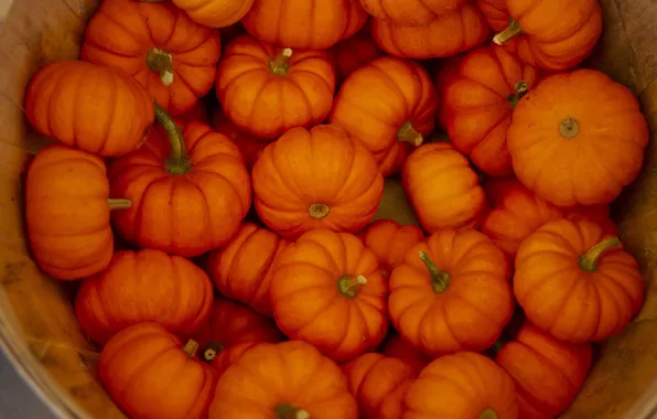 Harvest, pumpkin, a lot, the barrel, pumpkin harvest in a tub