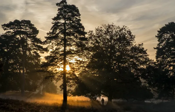 Picture forest, fog, morning