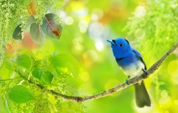 Picture leaves, tropics, bird, branch, insect, bokeh, Blue monarch, fuyi Chen