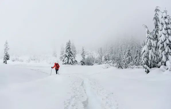 Winter, snow, people, skier