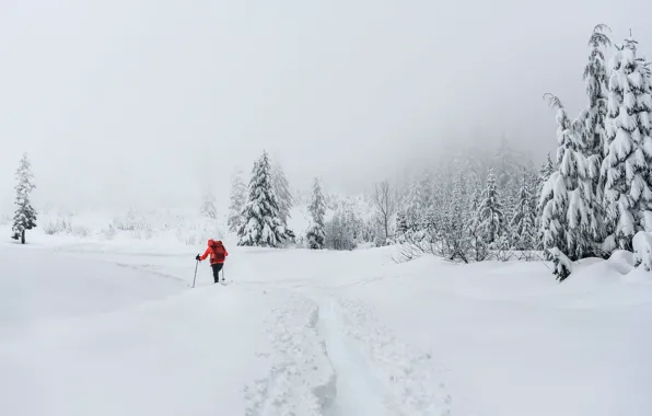 Picture winter, snow, people, skier