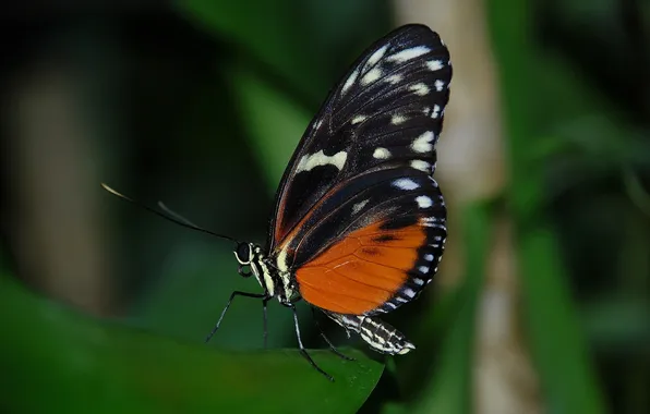 Leaves, microsemi, butterfly, wings, insect, beautiful, closeup