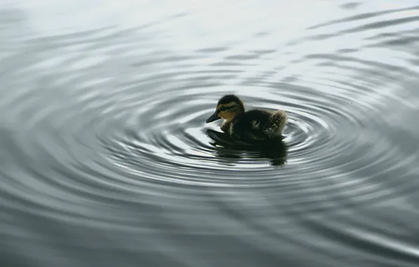 Picture water, ring, Duck