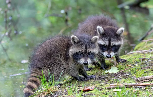 Picture a couple, raccoons, cubs