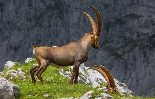 Mountains, nature, pose, stones, rocks, goat, pair, horns