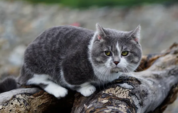 Cat, cat, look, grey, background, tree, logs, chubby