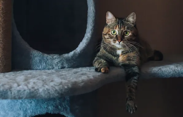 Cat, cat, look, face, pose, room, wall, paw