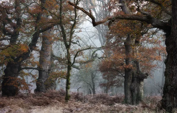 Autumn, forest, trees, Park, branch, foliage, trunk, fern