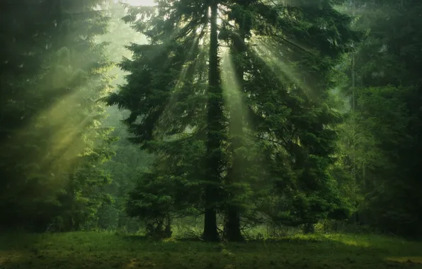 Greens, forest, tree, the sun's rays, coniferous, crown