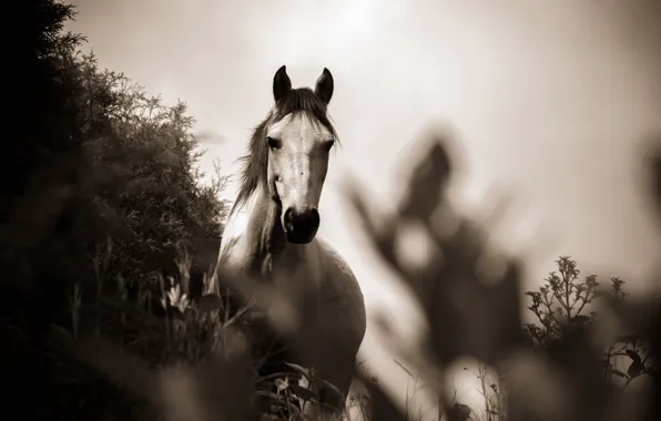 Picture grass, photo, horse, black and white, monochrome