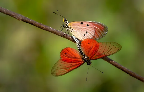 Macro, butterfly, background, two, branch, pair, orange, pairing