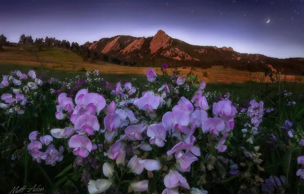 Landscape, flowers, mountains, nature, dawn, morning, meadow, USA