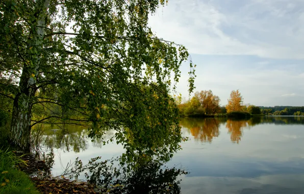 Autumn, forest, lake, birch