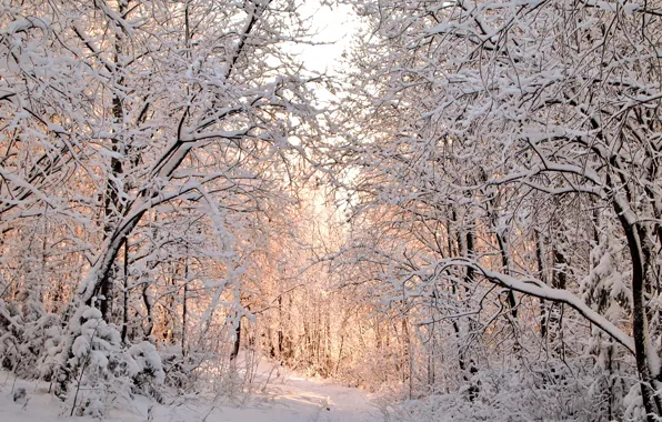 Picture winter, snow, trees