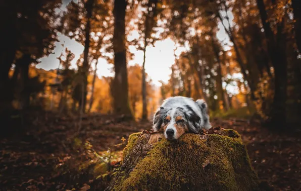 Autumn, nature, dog