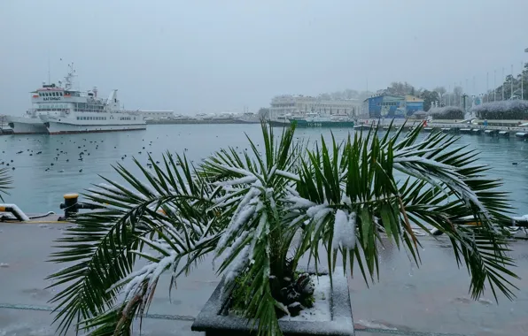 Winter, February, Sochi