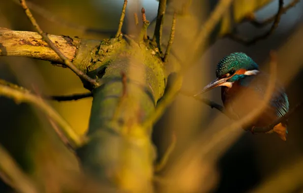 Picture light, branches, bird, blur, bokeh, Kingfisher