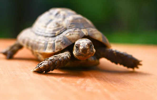 Picture table, background, turtle