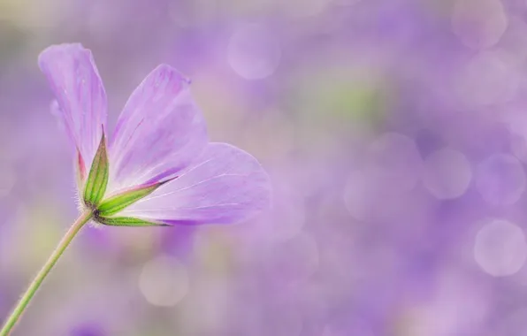 Wallpaper flower, macro, lilac, bokeh