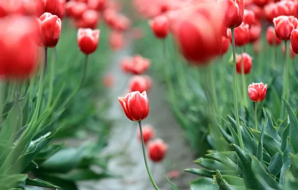 Picture field, leaves, flowers, red, background, widescreen, Wallpaper, blur
