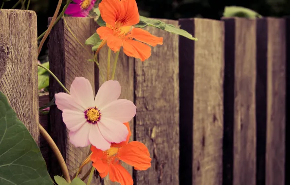 Picture Flowers, Flowers, Bokeh, Bokeh