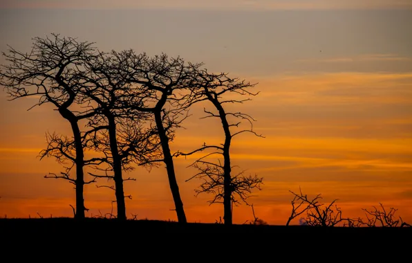 Picture trees, silhouette, glow