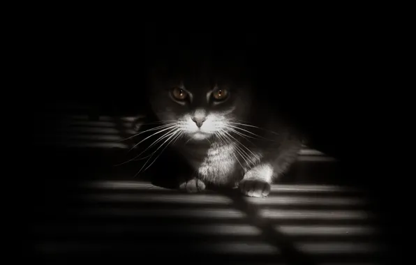 Cat, eyes, cat, look, face, light, strip, grey