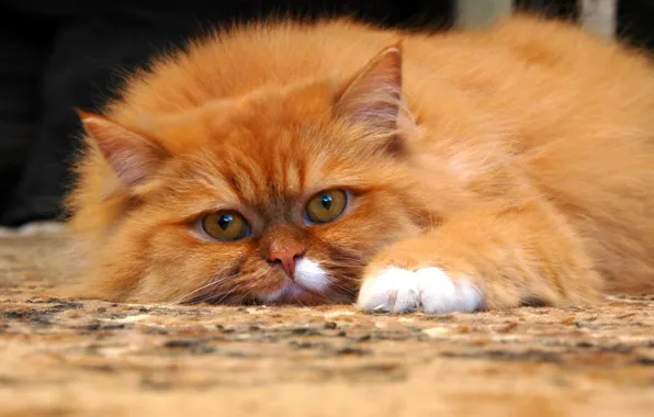 Eyes, cat, mustache, look, pose, carpet, paws, wool