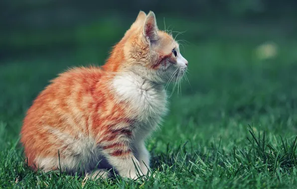 Picture grass, red, profile, kitty, sitting, looks