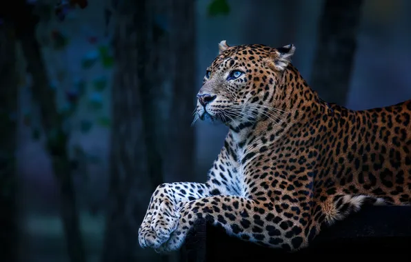 Forest, look, trees, the dark background, paws, leopard, lies, blue background