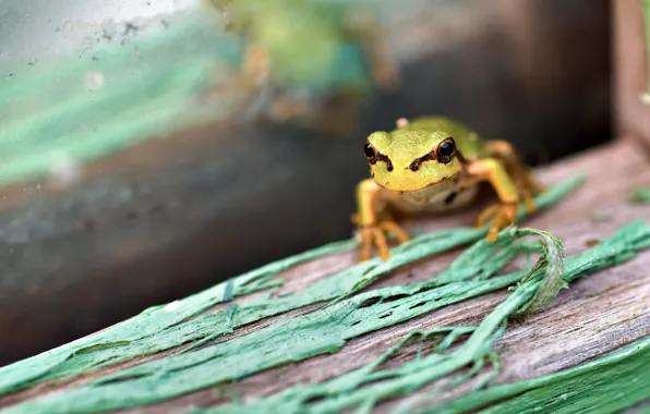 Look, cracked, background, Board, paint, frog, blur, green