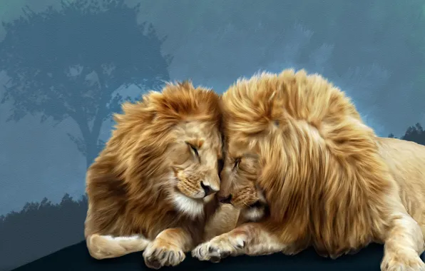 Picture lions, Photoshop, brotherly love