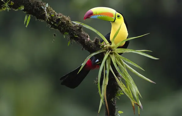 Leaves, pose, bird, moss, branch, Toucan