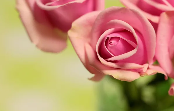 Macro, roses, buds