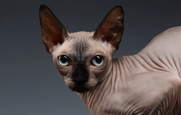 Picture eyes, look, Sphynx