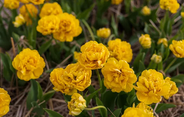 Flowers, spring, yellow, garden, tulips, flowerbed, bokeh, Terry
