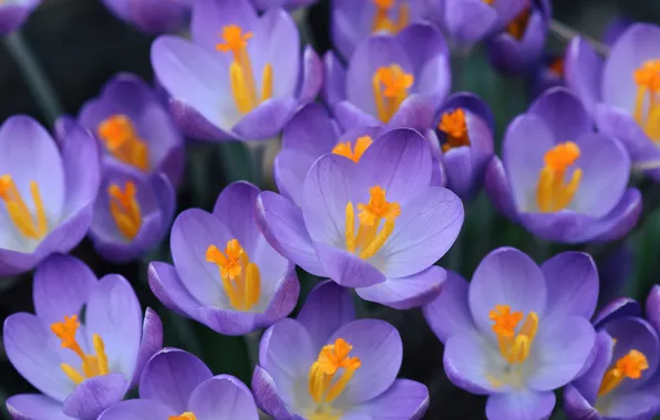 Macro, flowers, spring, crocuses, primroses, lilac, Krokus, spring flowers