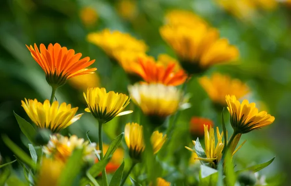 The sun, flowers, morning, bokeh