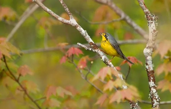 Autumn, leaves, branches, tree, bird, yellow, bokeh, bird