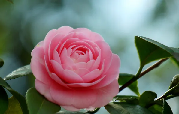 Picture leaves, background, pink, Camellia
