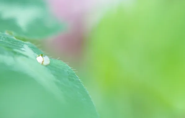 Summer, leaves, drops, green, leaves